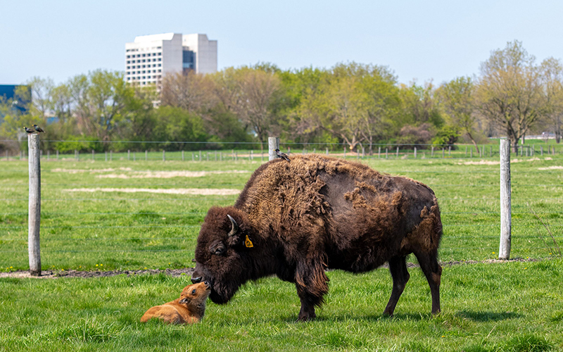 Bison and baby bison